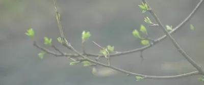 Научно-производственное объединение центр лечения заболевания пародонта