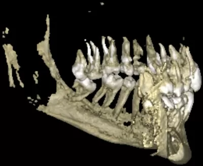 Научно-производственное объединение центр лечения заболевания пародонта