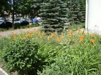 Хозрасчетная стоматологическая поликлиника