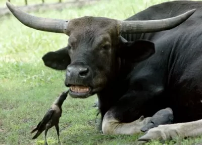 Инно Имплант.ру