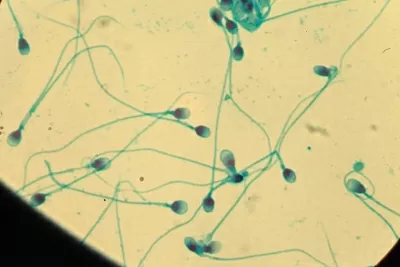 Новосибирский центр репродуктивной медицины