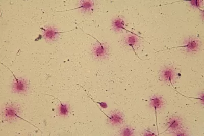 Новосибирский центр репродуктивной медицины