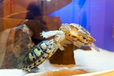 Центр стоматологии Астрея