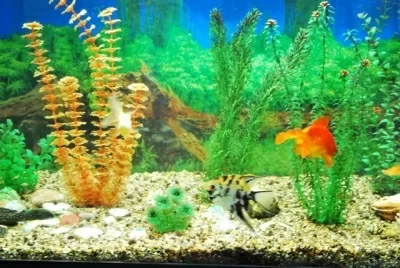 Калужская областная детская стоматологическая поликлиника