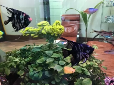 Лагуна Стом