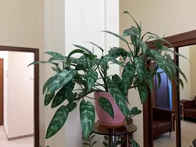 Стоматологическая клиника Куркино