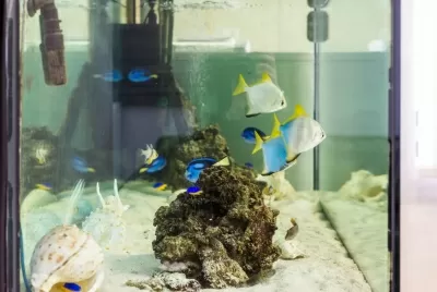 Стоматология Менделеев