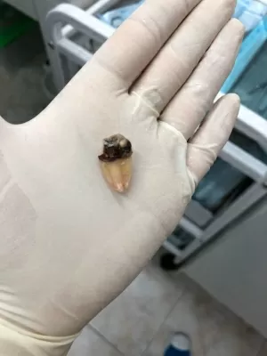 Стоматология Bobrov Clinic