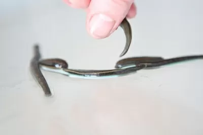 Благое дело