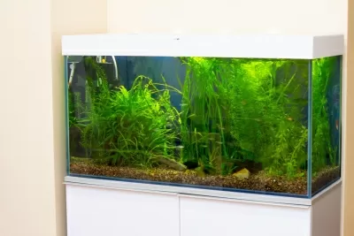 Дент-Мастер