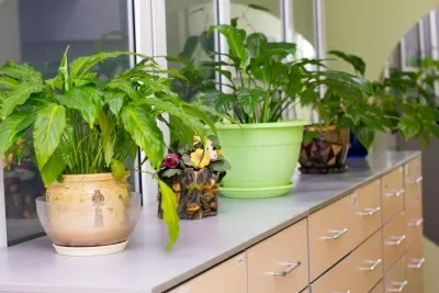 Дент-Мастер