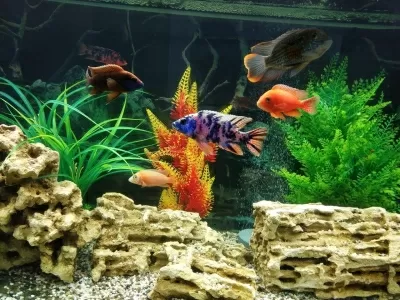 Детская стоматология 20/32