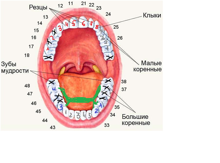 Зуб мудрости схема
