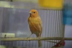 Barkad Dent (Баркад Дент)