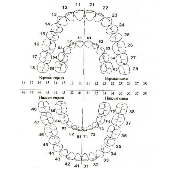 evropejskaya sistema numeratsii zubov