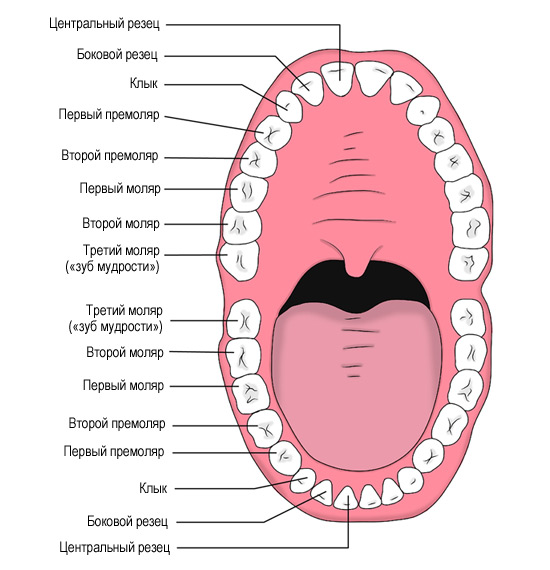 Схема нумерации постоянных зубов у взрослых