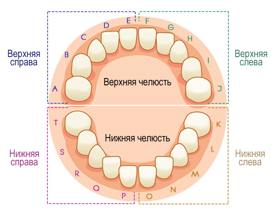 Схема нумерации молочных зубов у детей