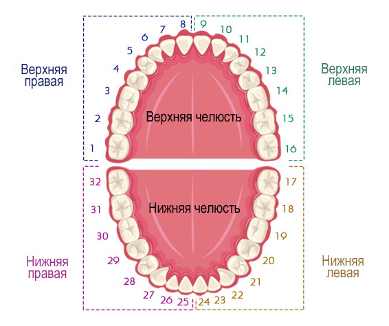 Универсальная схема нумерации постоянных зубов